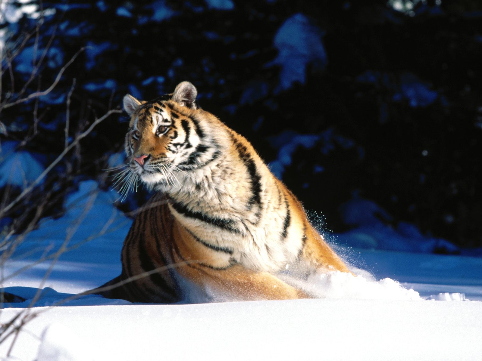 Wintery Scuddle, Siberian Tiger9235519903